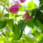 Bougainvillea spectabilis Leaf