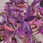 Tradescantia pallida List