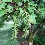 Acer cissifolium ഫലം