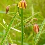 Chamaecrista mimosoides Flower