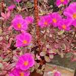 Portulaca umbraticola फूल