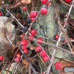 Ilex verticillata Plod