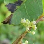 Schinus terebinthifolius Květ