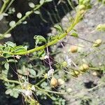 Cleome ornithopodioides Flower