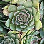 Sempervivum tectorumList