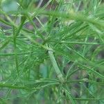 Equisetum arvense പുറംതൊലി