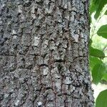 Diospyros japonica Corteza