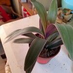 Tradescantia spathacea Лист