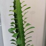 Euphorbia trigona Leaf