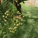 Schinus molle 果実