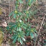 Daphne laureola Habit