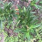 Cistus monspeliensis Leaf