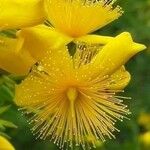 Hypericum balearicum 花