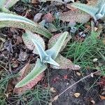 Kalanchoe gastonis-bonnieriLeht