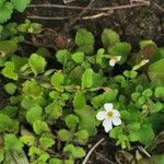 Bacopa repens Feuille