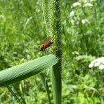 Phleum pratense Kwiat