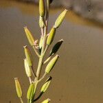 Triglochin bulbosa Fruit