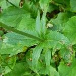Valeriana tripteris Hoja