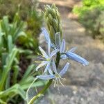 Camassia cusickii Flower