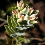 Cyathopsis albicans Habit