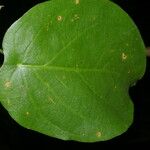 Coccoloba acapulcensis Leaf