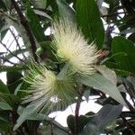 Syzygium jambos Floare