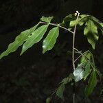 Simaba polyphylla Ліст