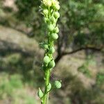 Camelina sativa Outro