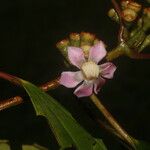 Blakea multiflora Flower