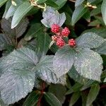 Rubus gratus ഇല