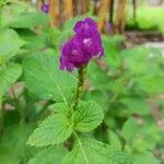 Stachytarpheta indica Blomma