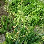 Ornithogalum viridiflorum