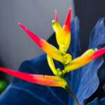 Heliconia hirsuta Flower