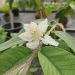 Psidium guajava 花