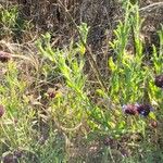 Salvia columbariae Floare