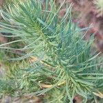 Euphorbia cyparissias Folha