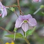 Veronica urticifolia 花