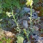 Onosma pseudoarenaria Fiore