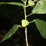 Cleidion castaneifolium Hedelmä