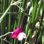 Lathyrus clymenum кора