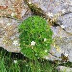 Saxifraga trifurcata Blüte