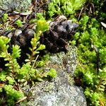 Sedum alpestre Blad