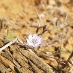 Stephanomeria diegensis Flower