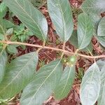 Psidium guineense Плод