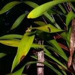 Maxillaria egertoniana Іншае