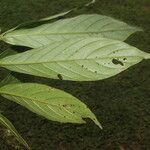 Bertiera bracteosa Leaf