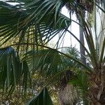 Sabal palmetto 葉