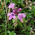 Thymus serpyllumFlower