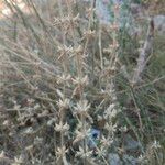 Sideritis montana Fula