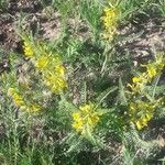 Astragalus alopecuroides Habit